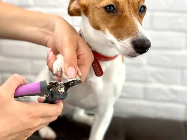 Dog Jack Russell Terrier cut claws.