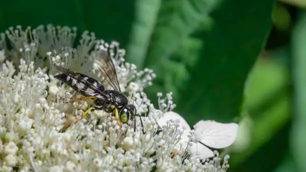 A Four-banded stink bug hunter wasp gathers pollen from a Clustered Mountainmint flower in a summer garden.