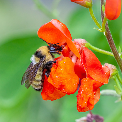 A Golden northern bumble bee forages on a runner bean flower in summer in a garden.