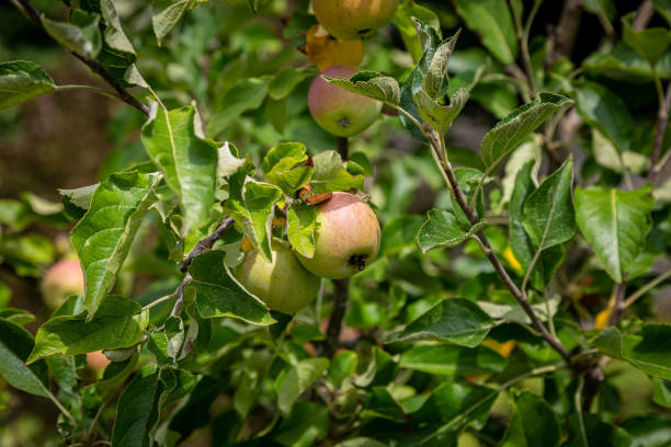 istock An apple tree in summer, with ripening apples 1415788517