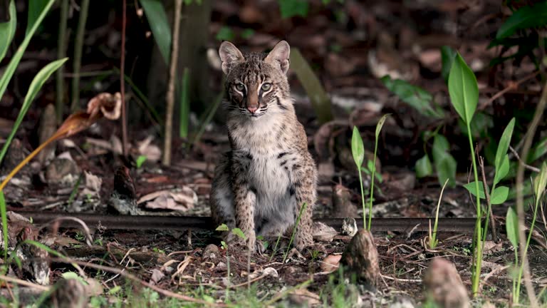 Bobcat in Southern Florida