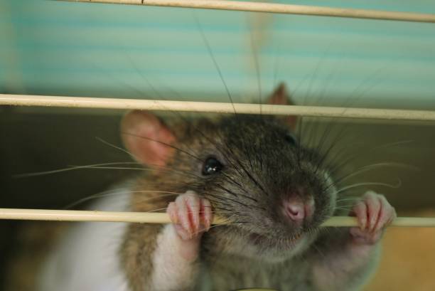 istock Grey molting home domestic funny rat holds cage bars with its teeth. Mouse looking through cage bars 1415789598