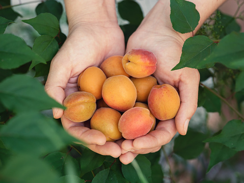 Woman holding freshly harvested apricots in her hands. Close up.