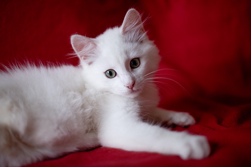 Portrait of nice white cat indoors. Kitten playing in the room. Domestic animals concept photography, picture of pet. Red background
