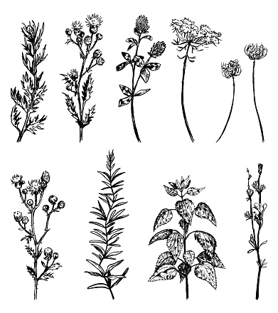 Wild plants collection. Retro ink sketches of weeds, thistle, nettle, clover, chicory flower. Hand drawn vector illustration set. Botanical cliparts isolated on white background.
