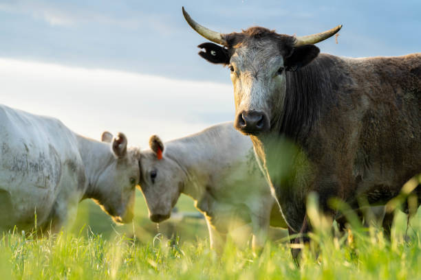 vaca con cuernos de pie en una colina - beef cattle farm calf summer fotografías e imágenes de stock