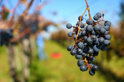 Woman harvesting grapes in the autumn colors vineyard.