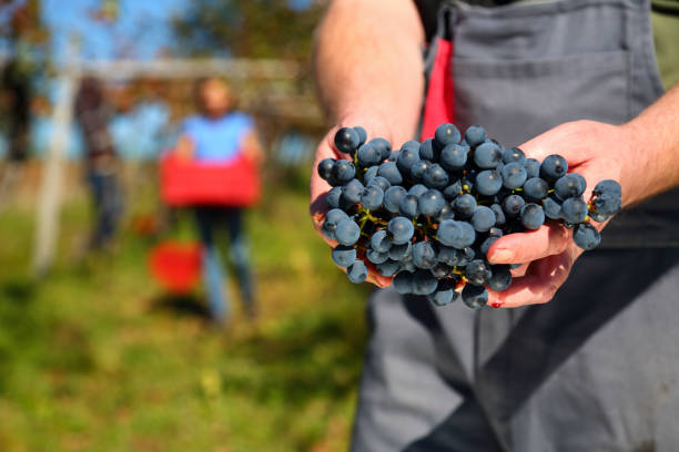 trzymanie winogron w środku zbiorów - senior adult caucasian farmer grape harvesting zdjęcia i obrazy z banku zdjęć