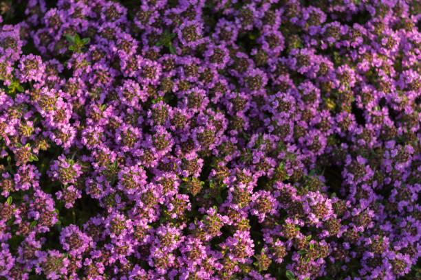 istock Small purple flowers natural background 1415796525