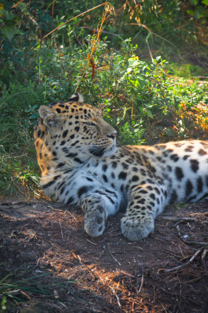 istock vertical portrait of a leopard 1415798438