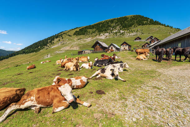 istock Dairy Cows and Horses on a Mountain Pasture - Italy-Austria Border 1415798770