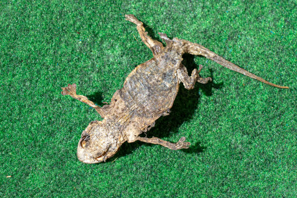 istock reptile, lizard or putrefying dry dead gecko 1415799842