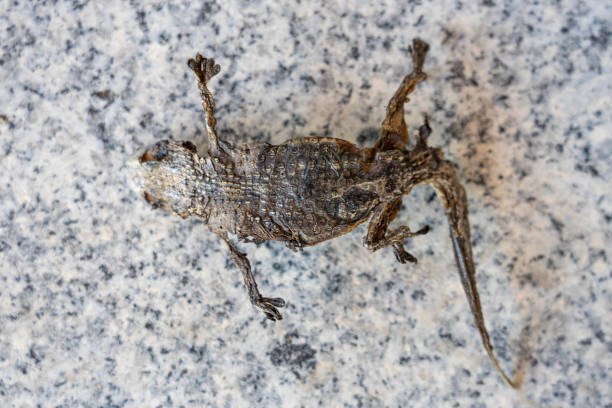 istock reptile, lizard or putrefying dry dead gecko 1415799869