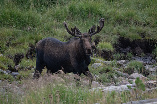 Large young antlered Bull Moose pauses to look at camera in northern Colorado marsh in western USA.