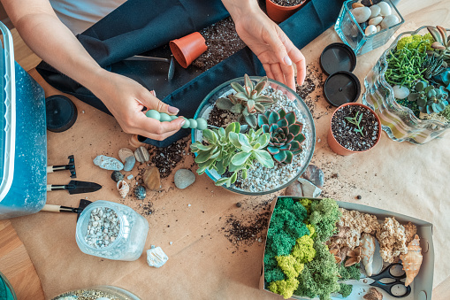 Unrecognized woman planting succulent in florarium. Hobby background.