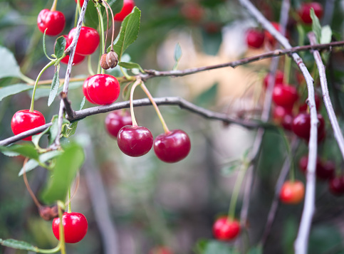 Ripe cherry on a tree
