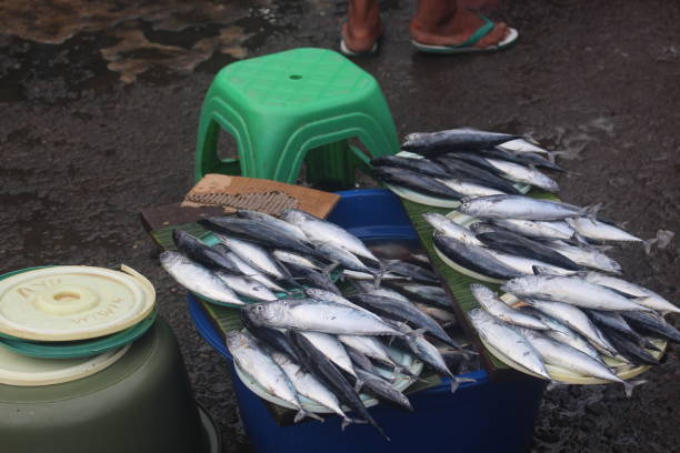istock fresh fish neatly arranged to attract buyers 1415801298