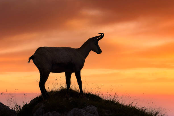 camoscio ( rupicapra rupicapra ) godere dell'alba - alpi - sunrise european alps mountain alpenglow foto e immagini stock