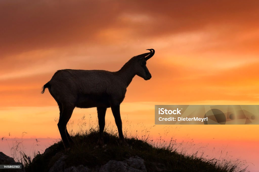 Chamois ( Rupicapra rupicapra ) enjoy sunrise - Alps Animal, Animal Wildlife, Animals In The Wild, Beauty In Nature Goat Stock Photo