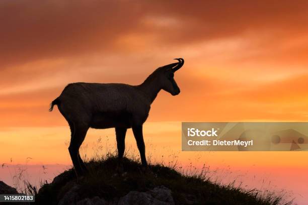 Chamois Enjoy Sunrise Alps Stock Photo - Download Image Now