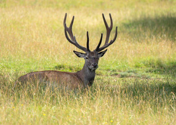 istock A red deer lying in the tall grass 1415802800