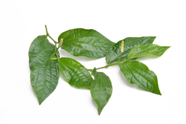 istock Thai Herb , Betel leaf on white background 1415802917