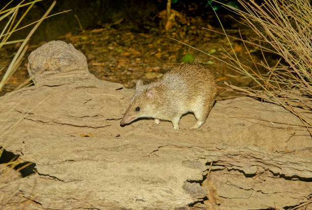 istock Golden bandicoot 1415803919