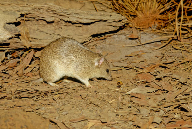 istock Golden bandicoot 1415803922