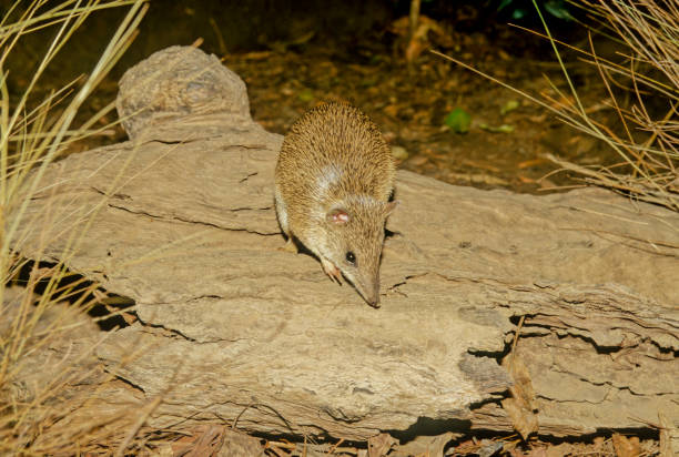 istock Golden bandicoot 1415803923
