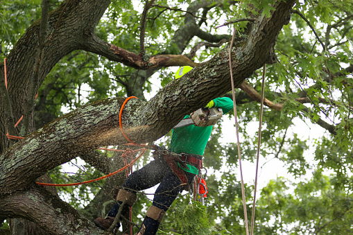 Hombre de pie sobre la rama del árbol mientras usa una motosierra para cortar otras ramas photo