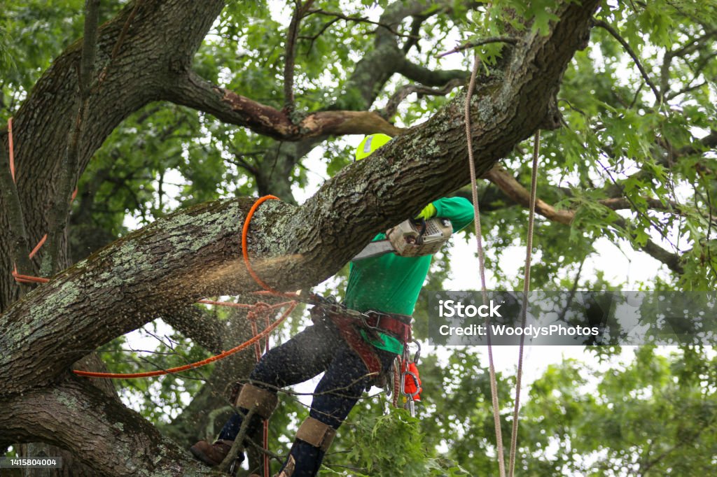 Man standing on tree branch while using a chainsaw to cut down other branches A lanscaper is standing on a big tree branch while wusing a chainsaw to cut other branches down. Tree Stock Photo