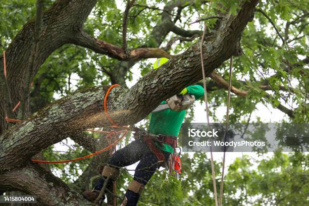 Man Standing On Tree Branch While Using A Chainsaw To Cut Down Other Branches Stock Photo - Download Image Now