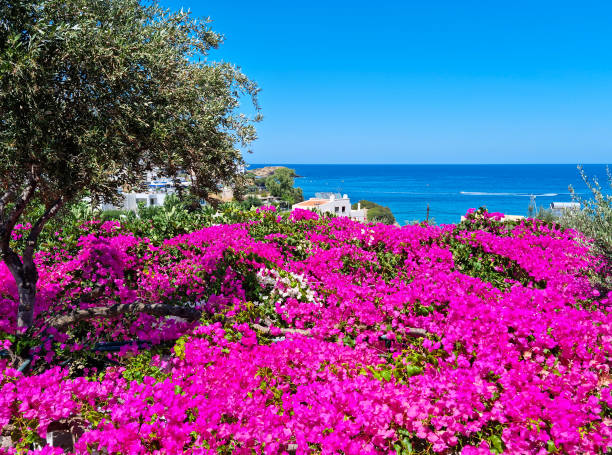 istock Flowers and beach in Crete island, Greece 1415805068