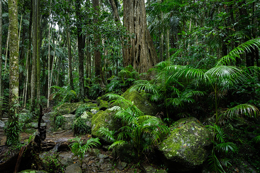 Lush rainforest with ancient trees in Tamborine National Park, Queensland, Australia