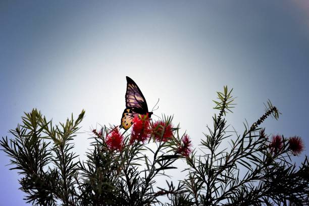 New Britain Birdwing  on Mimosa Flower - I stock photo