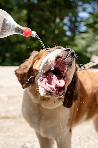 Pet care. thirsty st. bernard dog drinking from plastic bottle showing tongue outdoors in hot summer day, water splashes and sprays