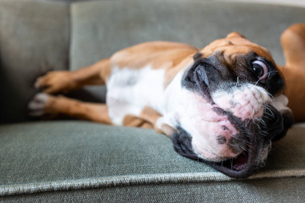 istock Boxer puppy relaxing on the sofa 1415809056