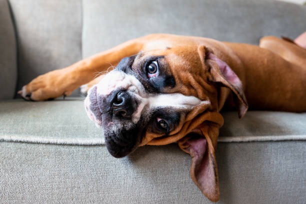 boxer puppy relaxing on the sofa - dog puppy lying down looking at camera imagens e fotografias de stock