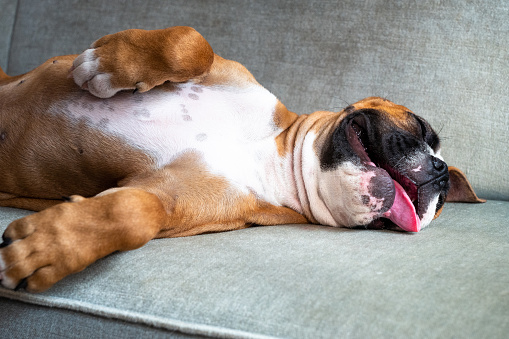 Boxer lies asleep on the sofa with his tongue hanging out