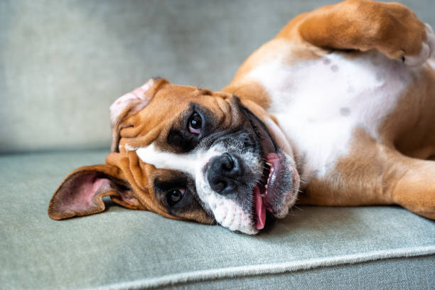 istock Boxer puppy relaxing on the sofa 1415809253