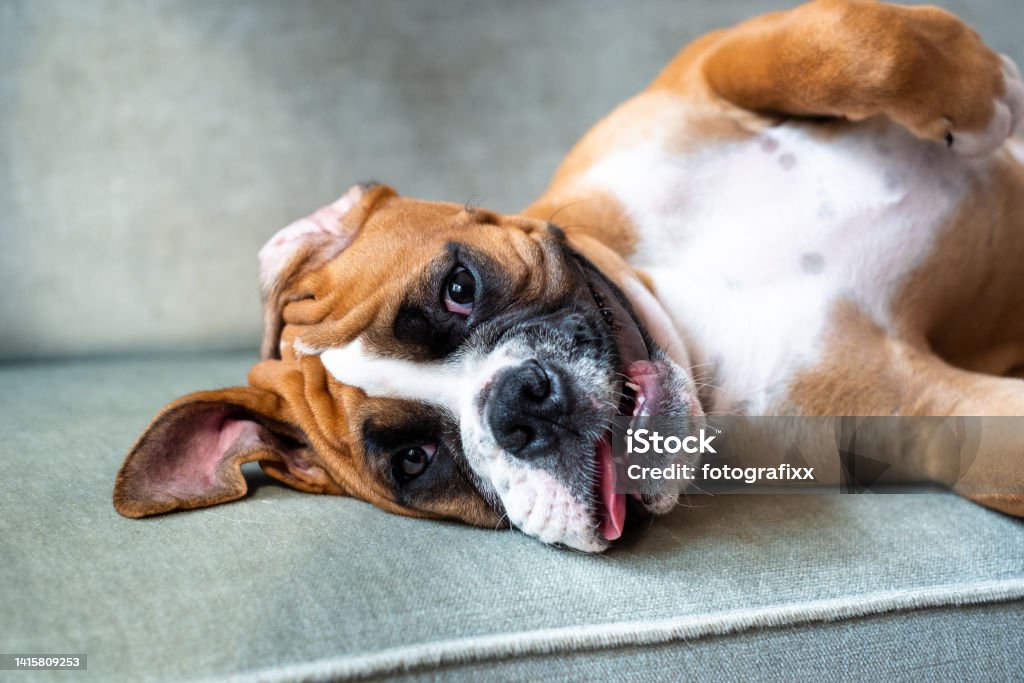 Boxer puppy relaxing on the sofa Boxer puppy relaxing on the sofa looking at camera Small Stock Photo