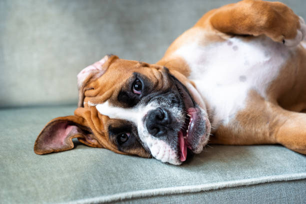 Boxer puppy relaxing on the sofa stock photo