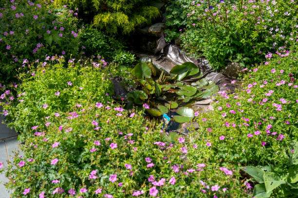 An overgrown garden pond in the back garden of a suburban English house.