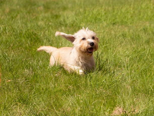 Happy Terrier Dog In Grass: Dandie Dinmont. Happy Terrier Dog In Grass: Dandie Dinmont. Dandie Dinmont Terrier stock pictures, royalty-free photos & images