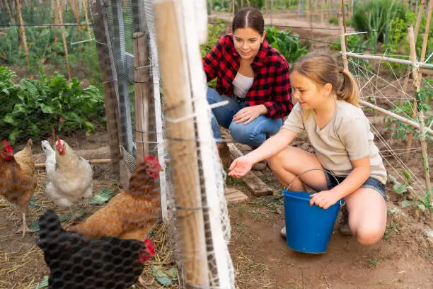 Little girl with her mom feeding hen in a chicken pen on an organic farm on a warm summer day