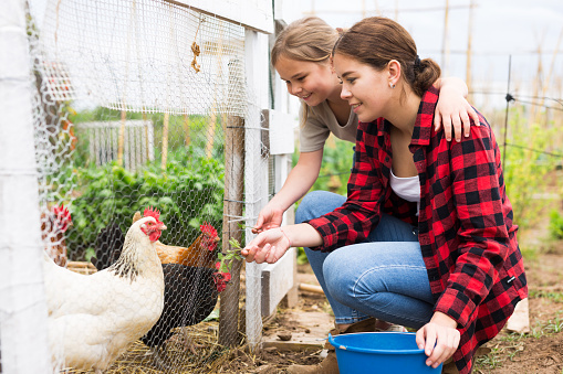 Young attractive woman and a teenage girl, who are in the backyard of the plot near the chicken coop, feed the chickens