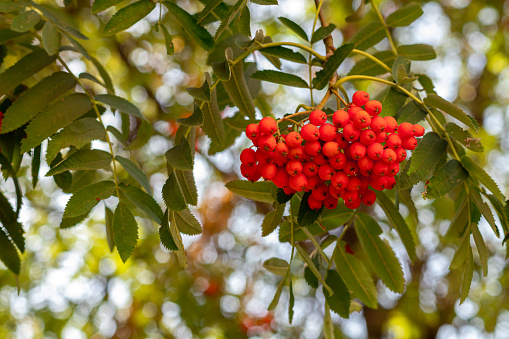 Red rowan berries on a tree branch with green leaves in nature. Sorbus aucuparia. Ashberry fruits close up