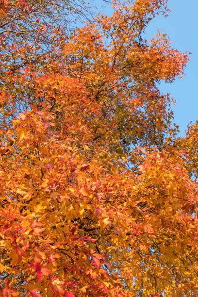 istock Yellow and red leaves and blue sky 1415815753
