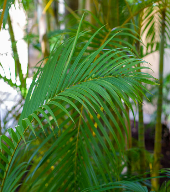 istock Large Tropical Fern Leaf 1415816852