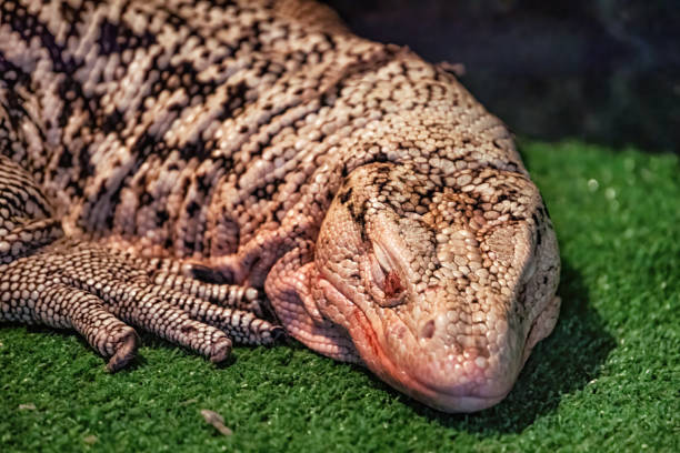 istock Large monitor lizard sleeping. 1415816998